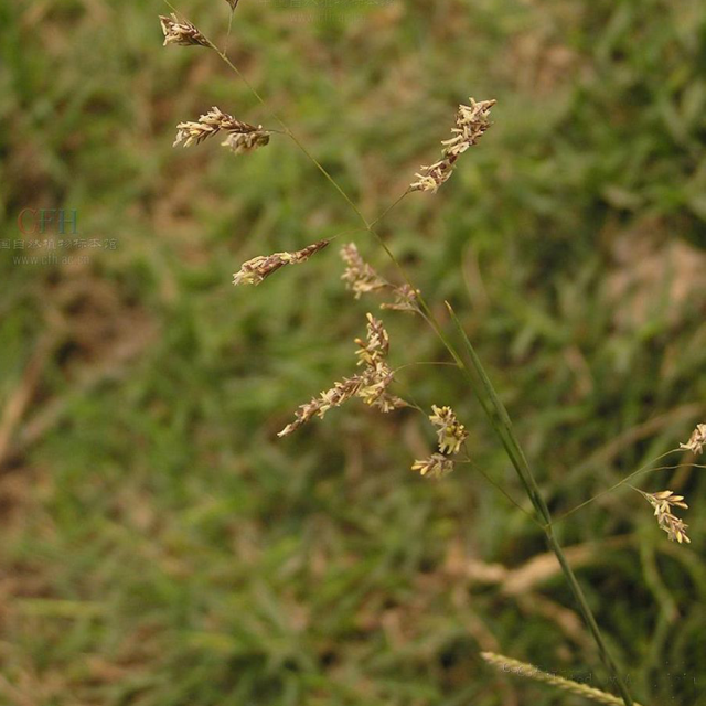 Alkaligrass seeds
