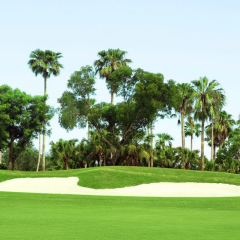 Paspalum notatum Flugge seeds