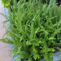 Pteris vittata seeds