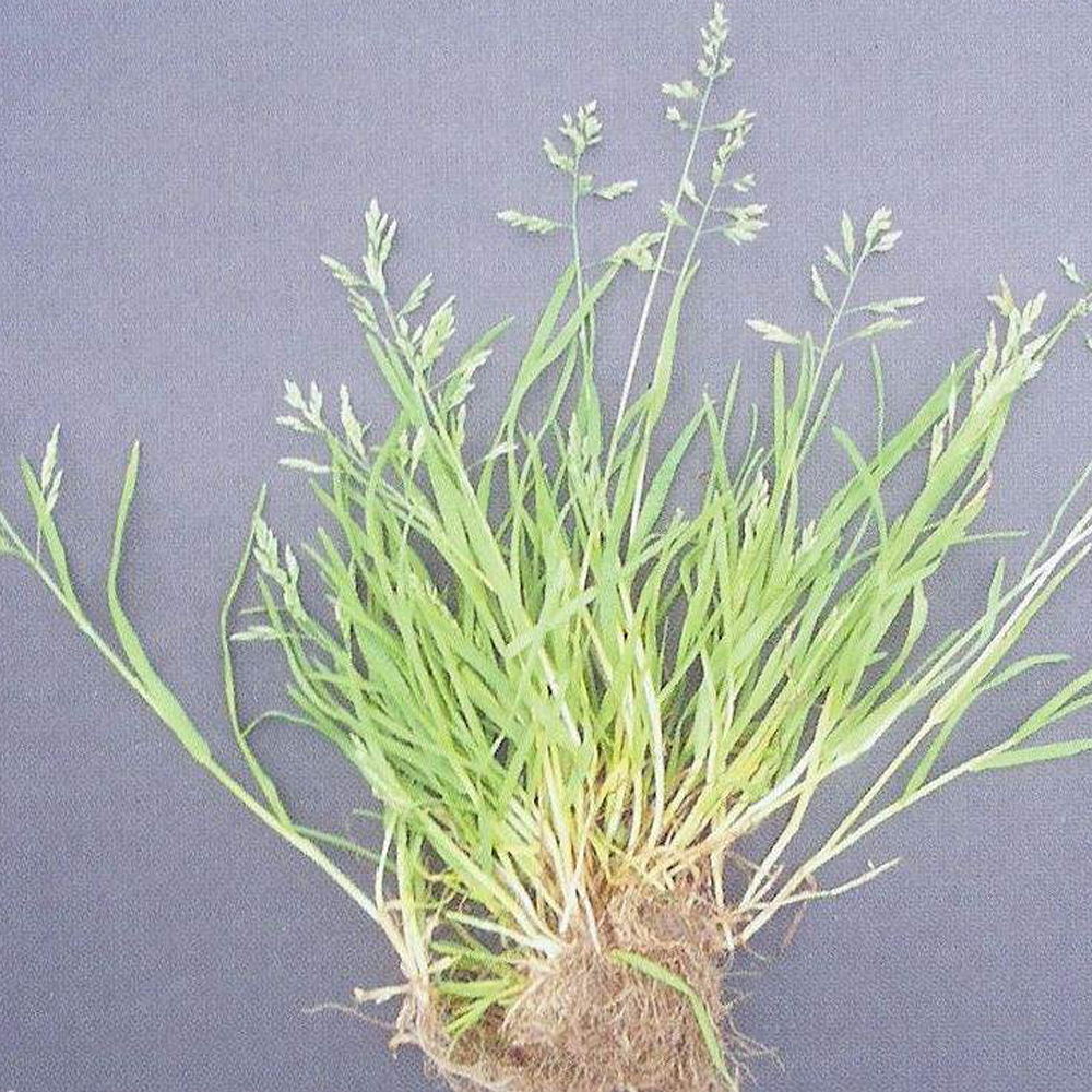 red fescue seeds