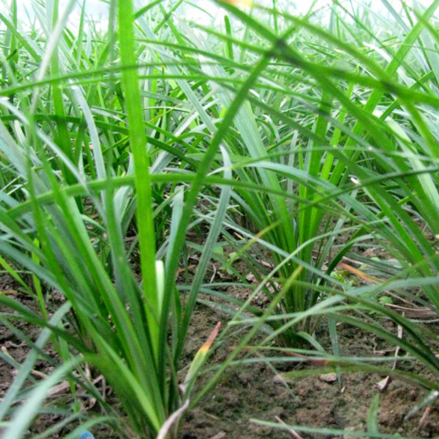 Radix Ophiopogonis seeds