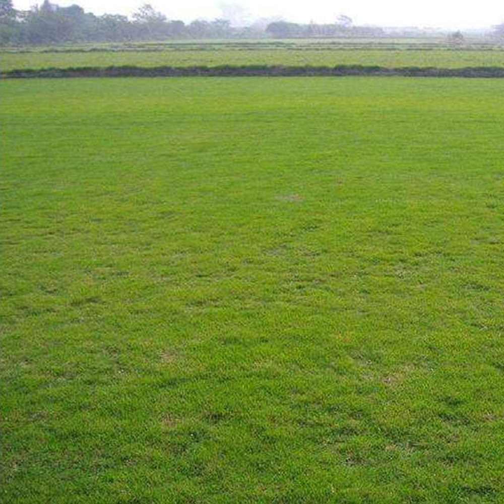 Bermuda grass seeds