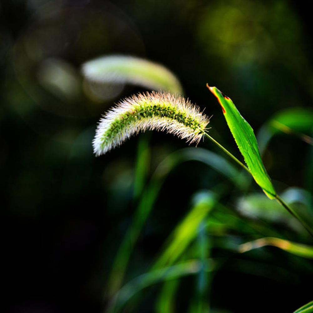 timothy grass seeds