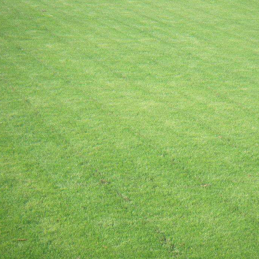 ryegrass seeds