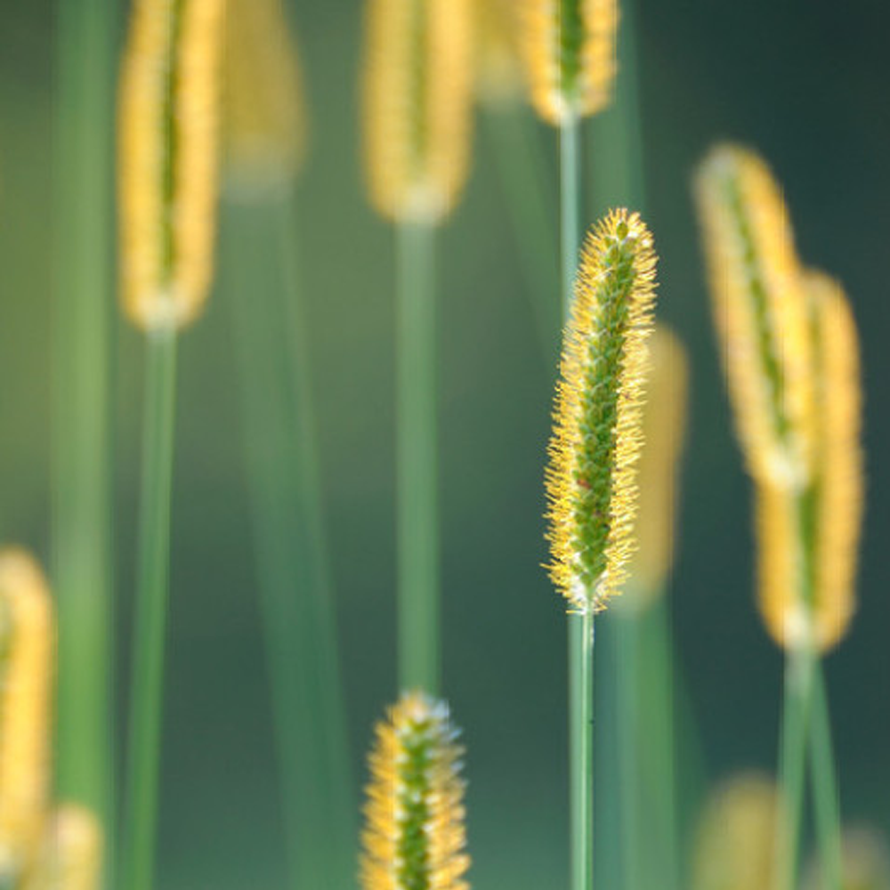 timothy grass seeds