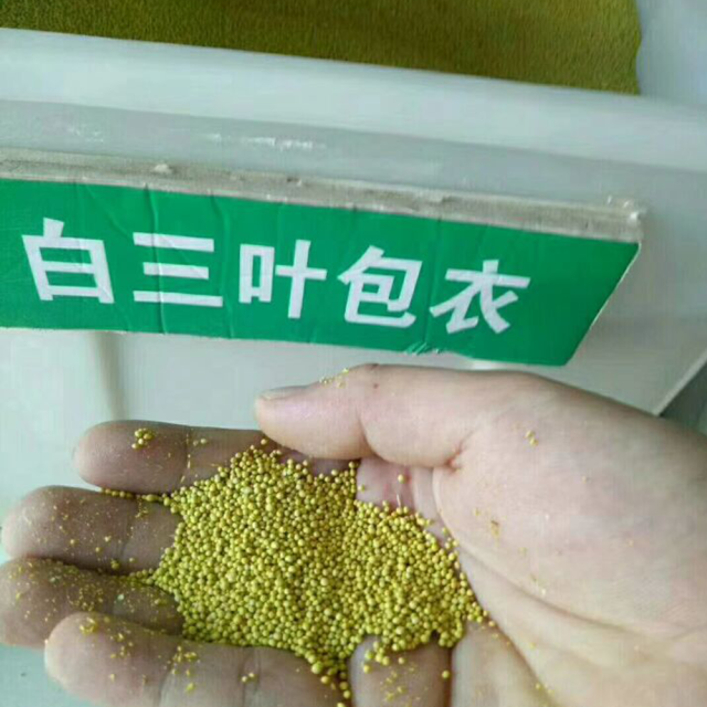 trifolium repens seeds/white clover seeds