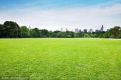 Mix lawn grass seeds