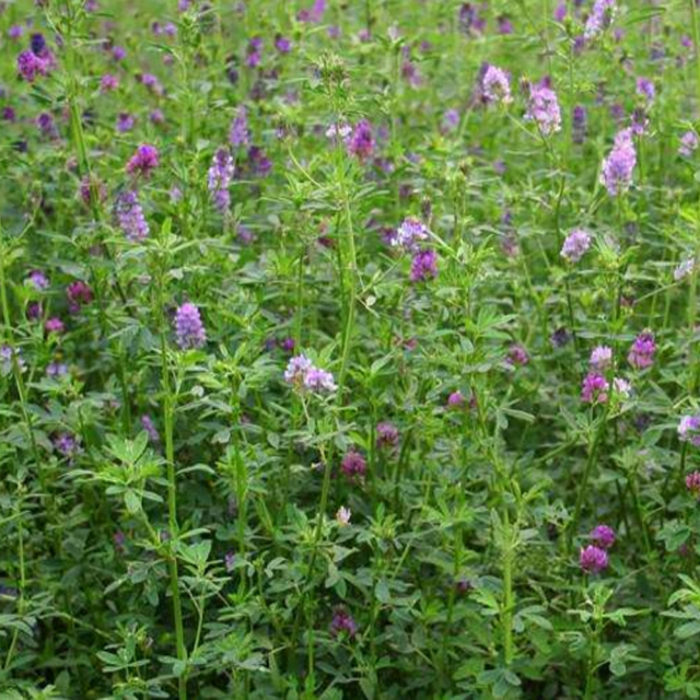 alfalfa seeds