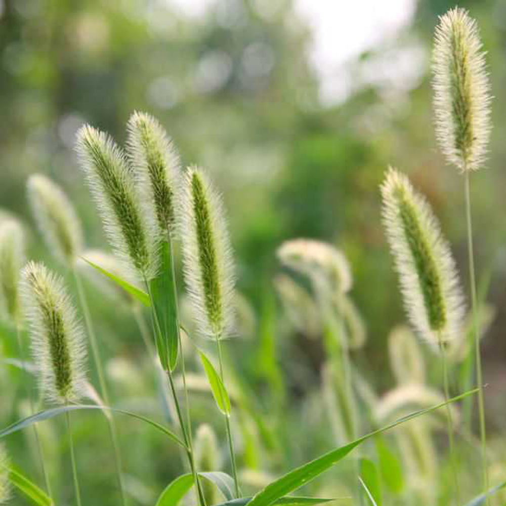 timothy grass seeds