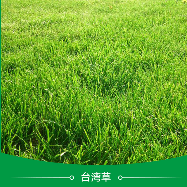 Taiwan grass seeds