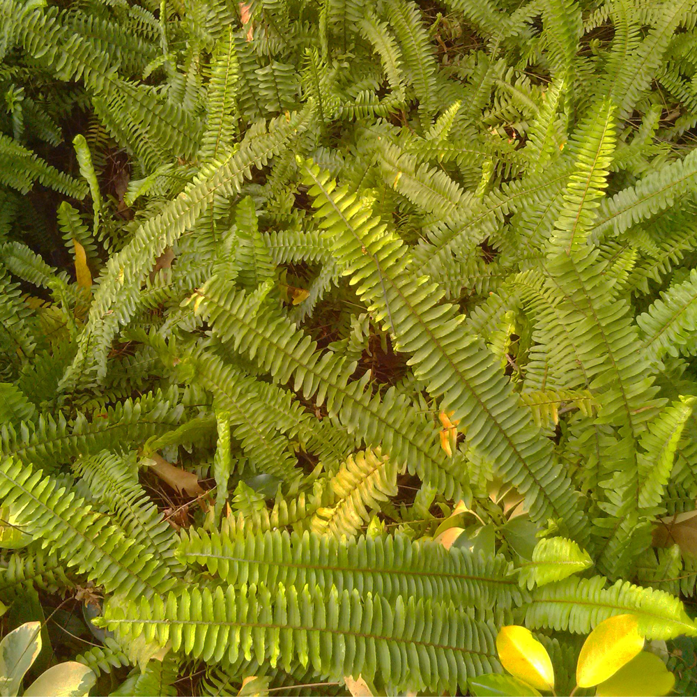 Pteris vittata seeds