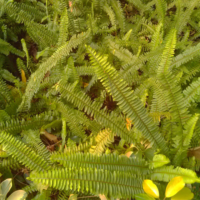 Pteris vittata seeds