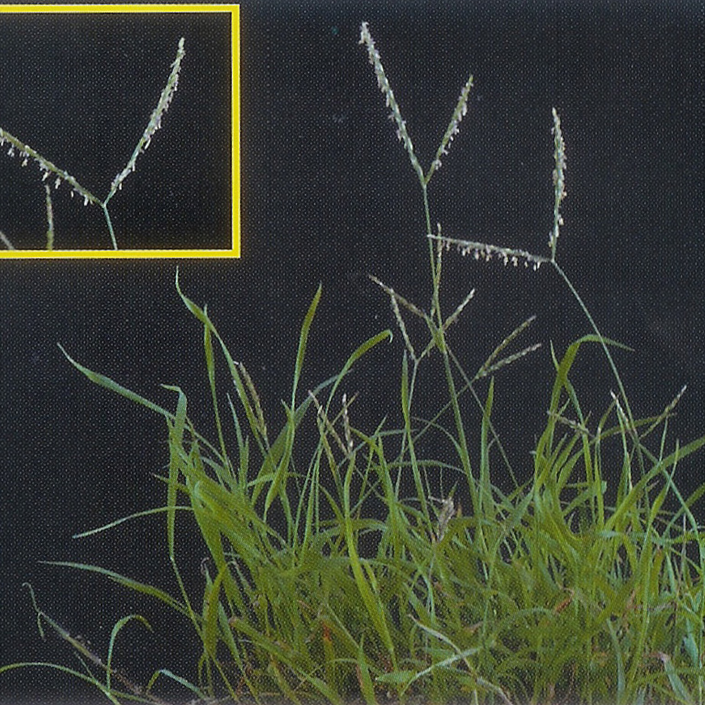 Eremochloa ophiuroides seeds
