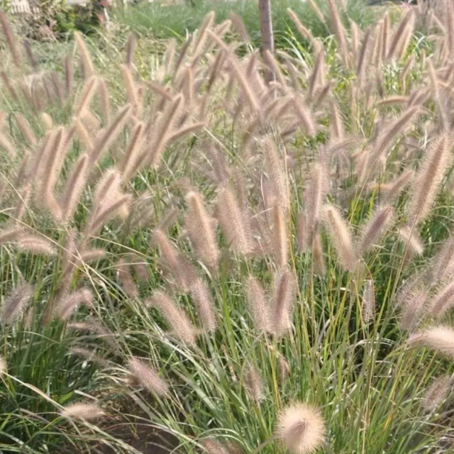 Chinese pennisetum seeds