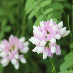Crown Vetch seeds