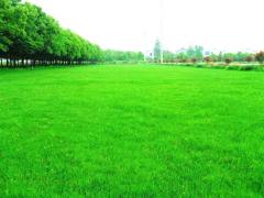 Mix lawn grass seeds