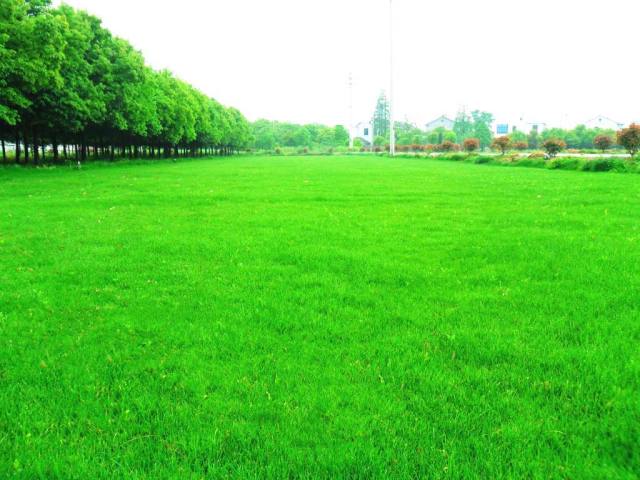 Mix lawn grass seeds