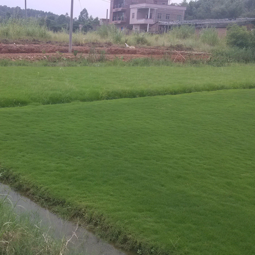 Taiwan grass seeds