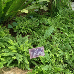 Pteris vittata seeds