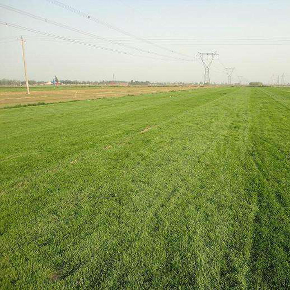 Tall Fescue seeds