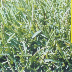 Stenotaphrum secundatum seeds