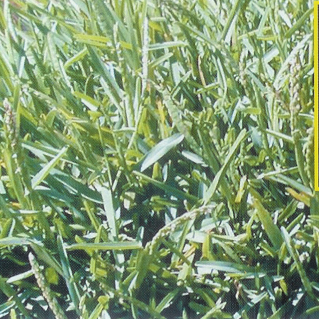 Stenotaphrum secundatum seeds