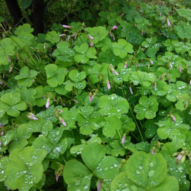 Trifolium hybridum seeds