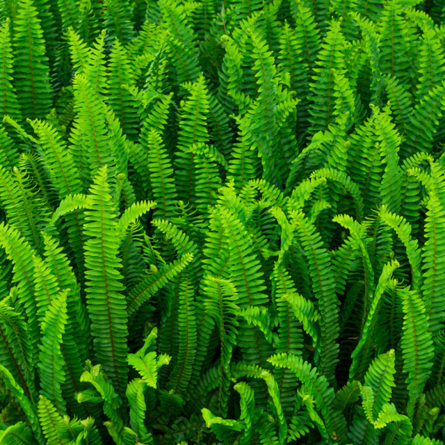 Pteris vittata seeds