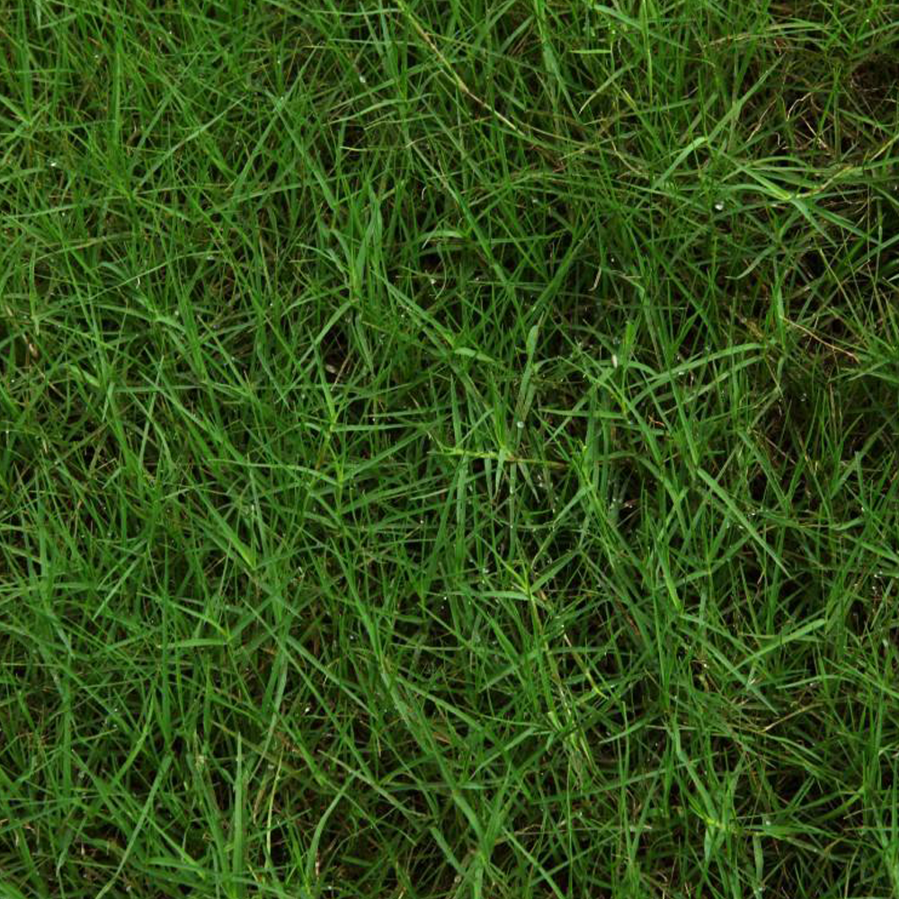 Paspalum notatum seeds
