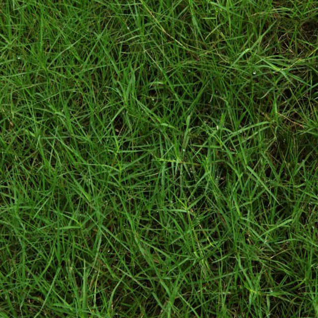 Paspalum notatum seeds