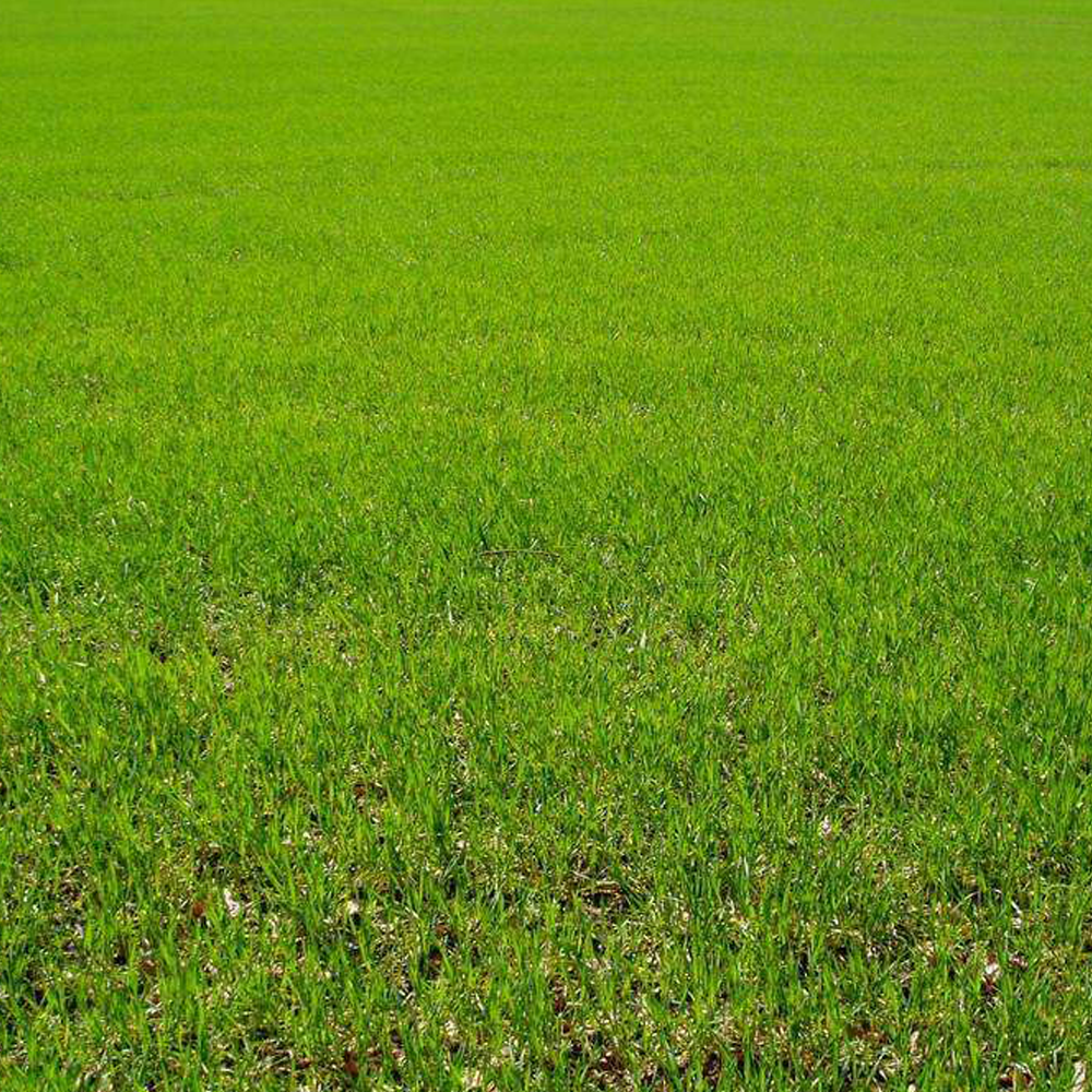 Bermuda grass seeds