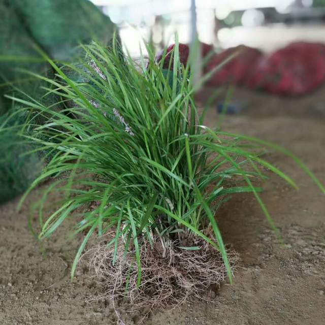 Radix Ophiopogonis seeds