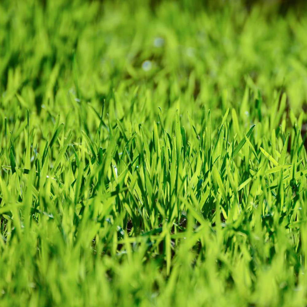 wheatgrass seeds