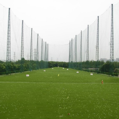 Paspalum notatum Flugge seeds