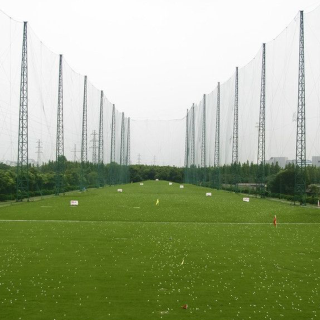 Paspalum notatum Flugge seeds