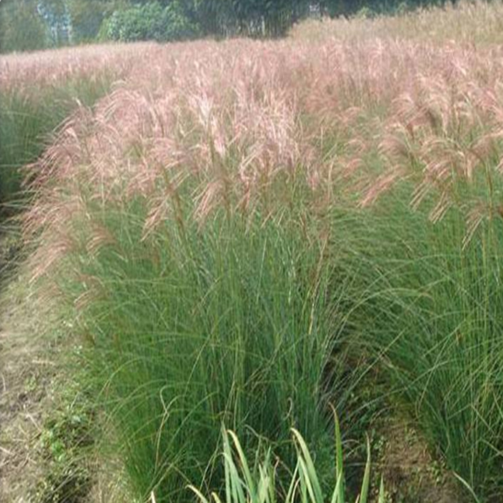 Bromus seeds