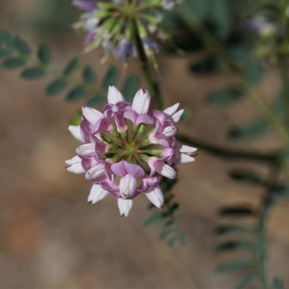 Crown Vetch seeds