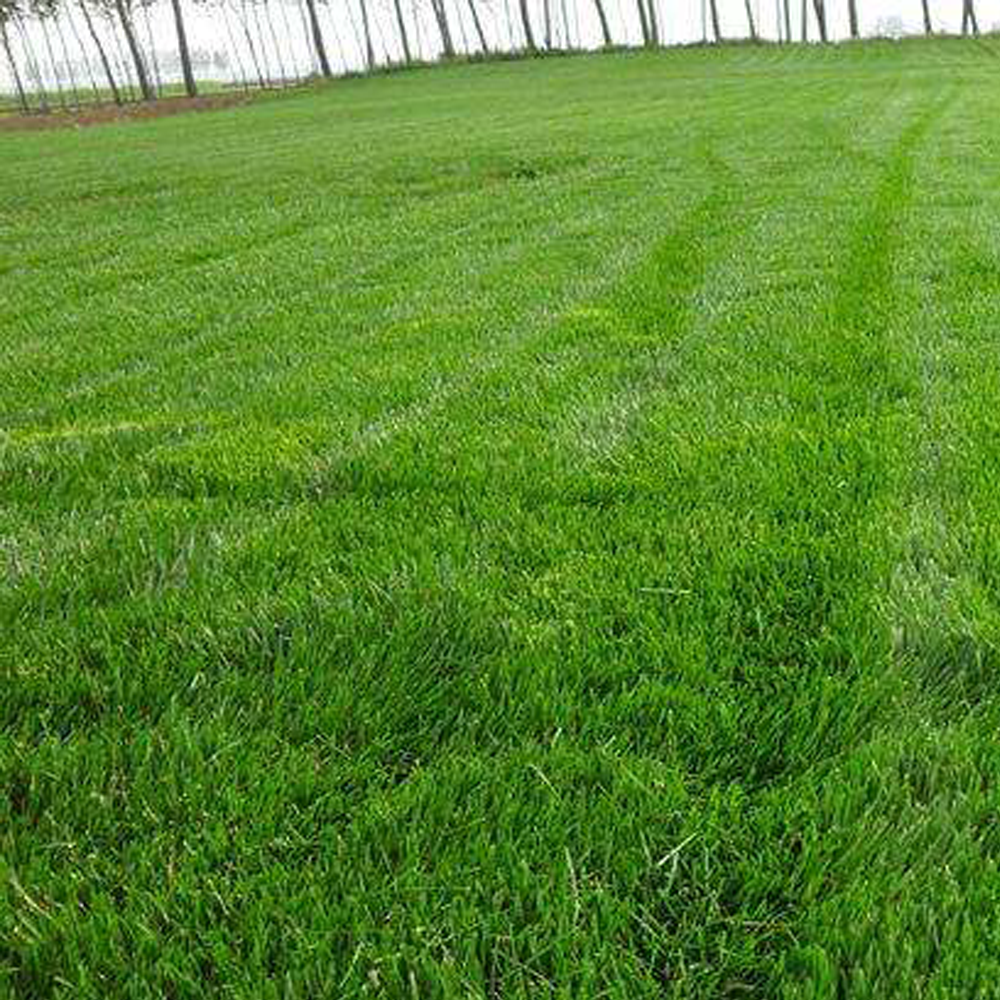 Hard Fescue seeds