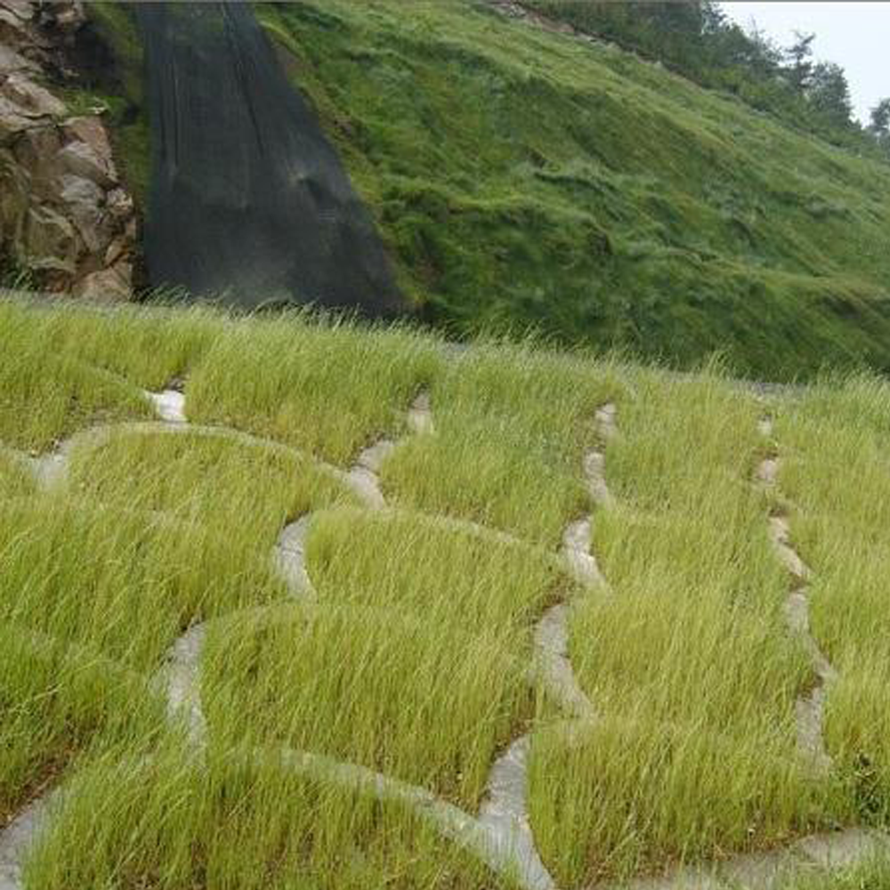 red fescue seeds