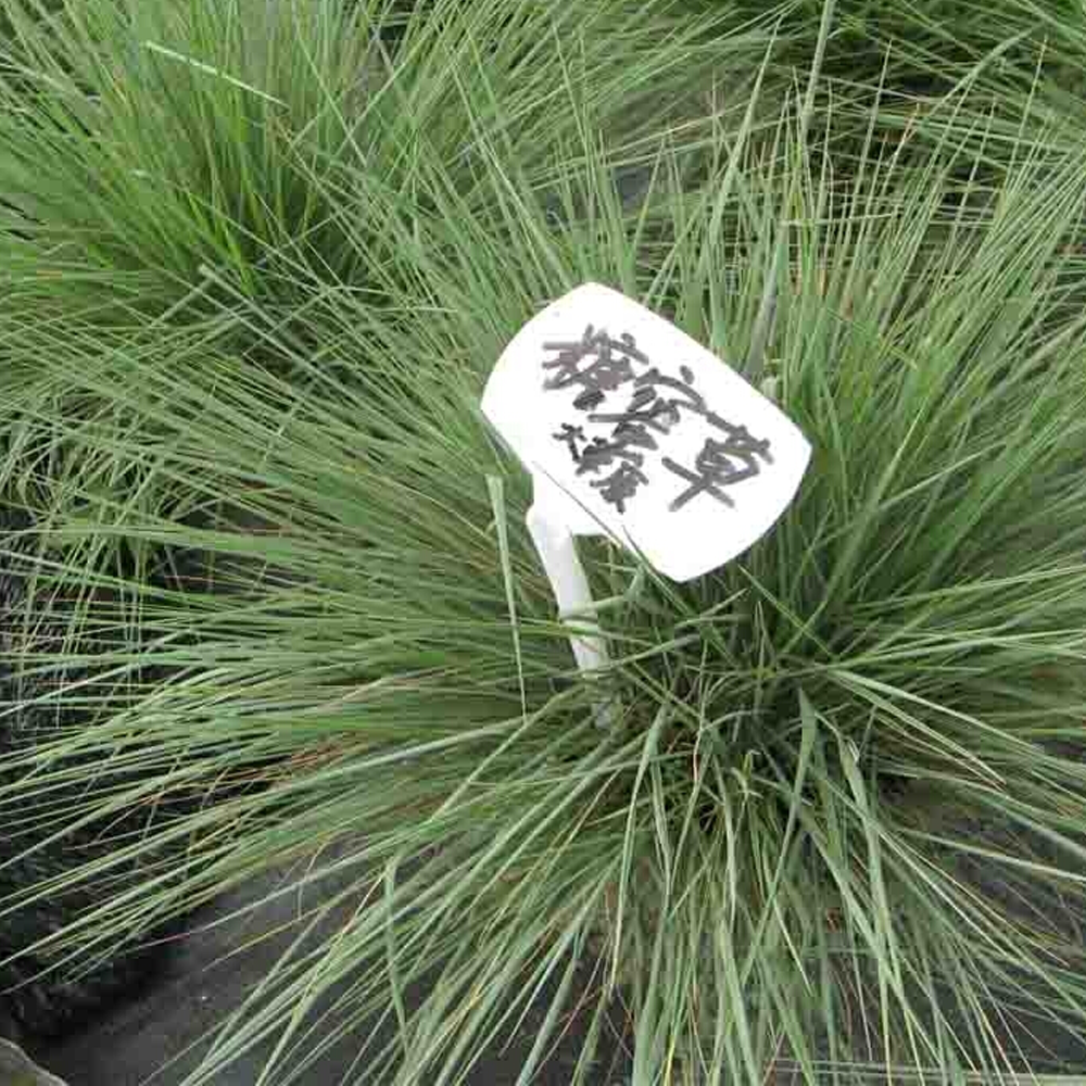 Melinis minutiflora seeds
