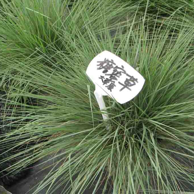 Melinis minutiflora seeds