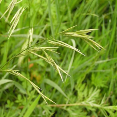 Bromus seeds