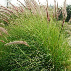 Chinese pennisetum seeds