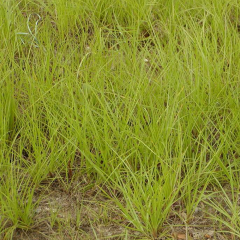 Stenotaphrum secundatum seeds