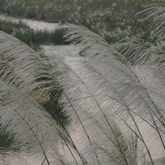 Chinese silvergrass seeds