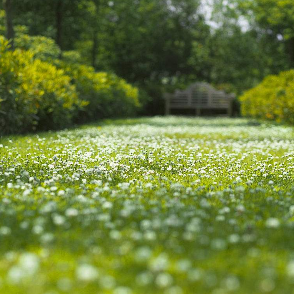 trifolium repens seeds/white clover seeds