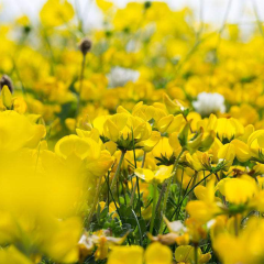 Lotus corniculatus seeds