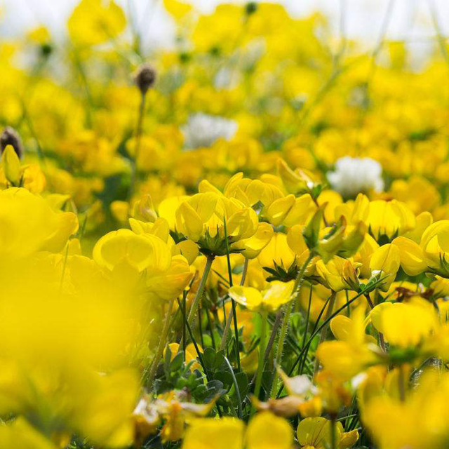 Lotus corniculatus seeds
