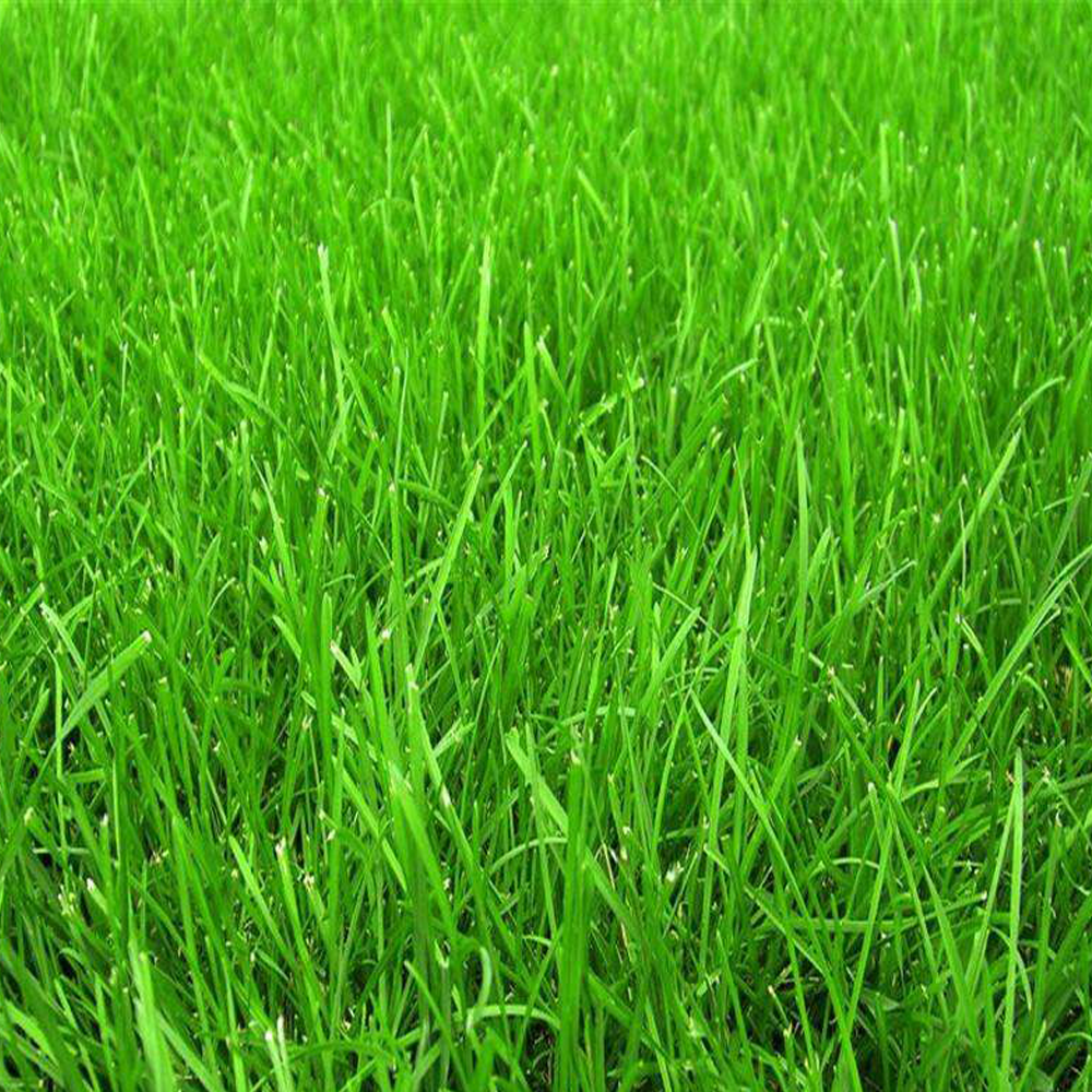 red fescue seeds