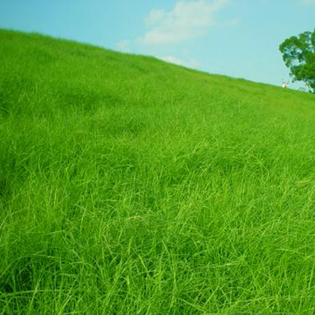 Paspalum notatum seeds
